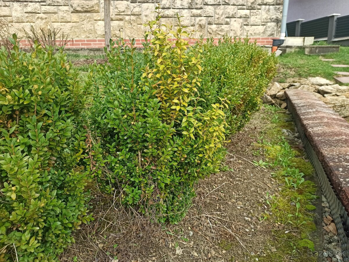 Predám kríky krušpánu vždyzeleného - 4