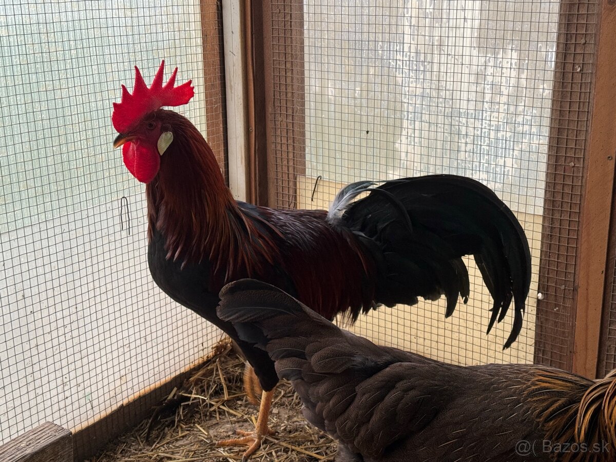 Vlaška jarabičia - 4