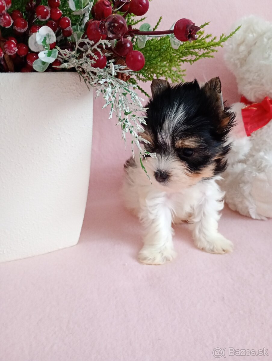 Yorkshir teriér biewer mini fenočka - 4