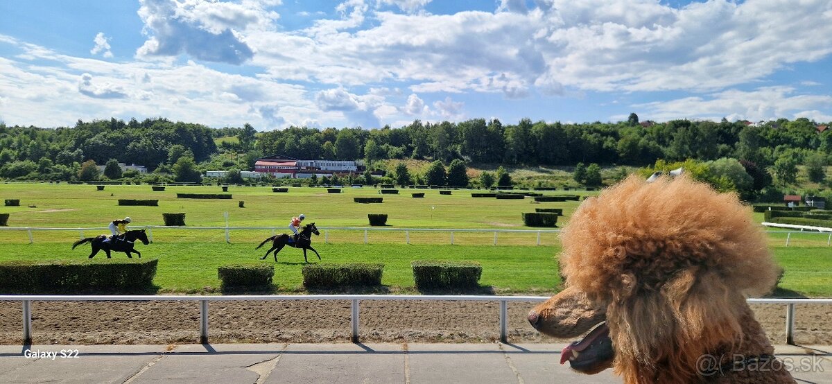 Pudel Kralovsky Velký Krytie - 4