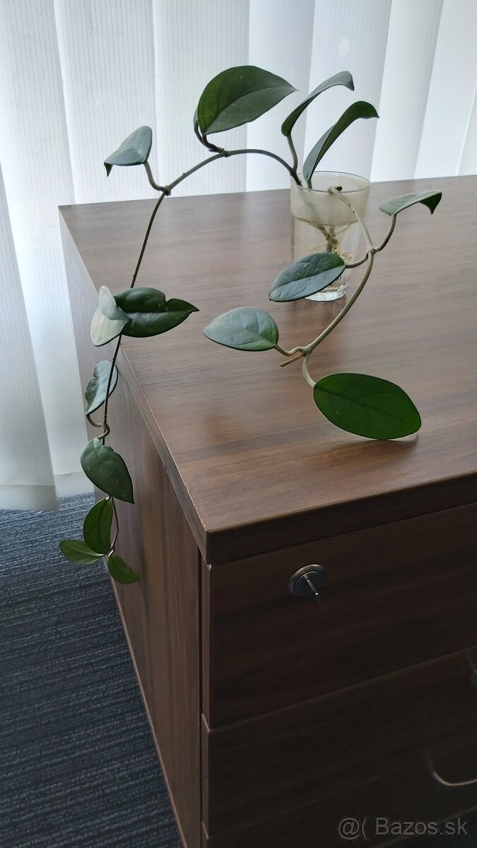 Hoya carnosa, hoja - voskovka - 4