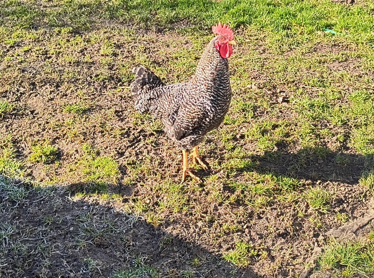 Predám kohútiky - 4