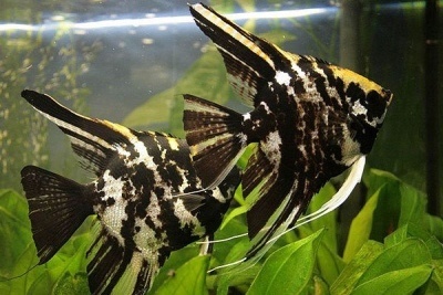 Akvarijné ryby - 4