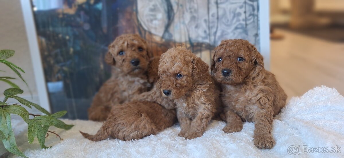 Trpaslíči pudel pudlik - 4