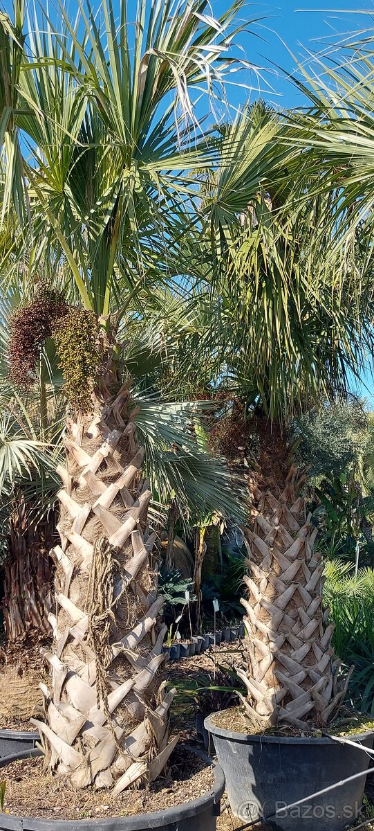 Palmy, cykasy,olivovníky - 4