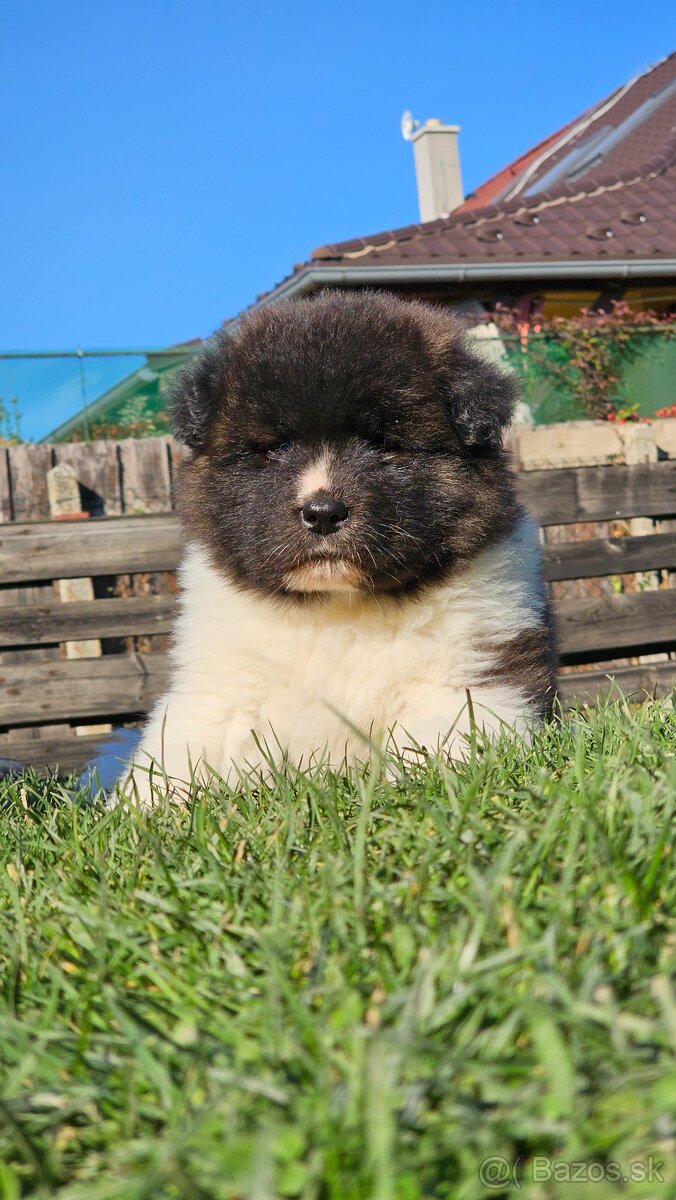 Americká akita s pp - 4