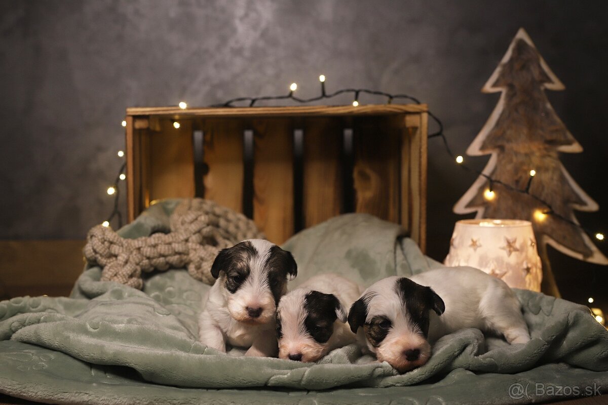 Sealyham Terrier šteniatka s PP - 4