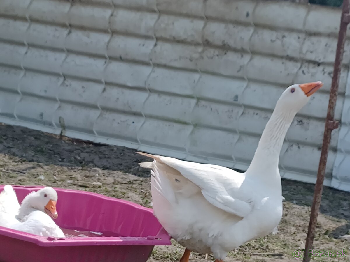 Husí slovenské biele a Chomogor - 4