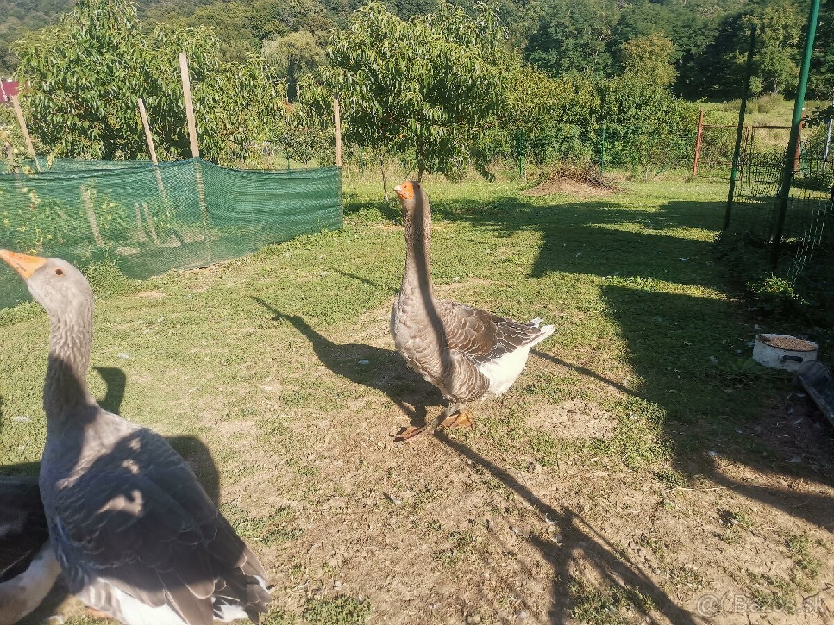 Hus Landeská a hus biela vajcia - 4