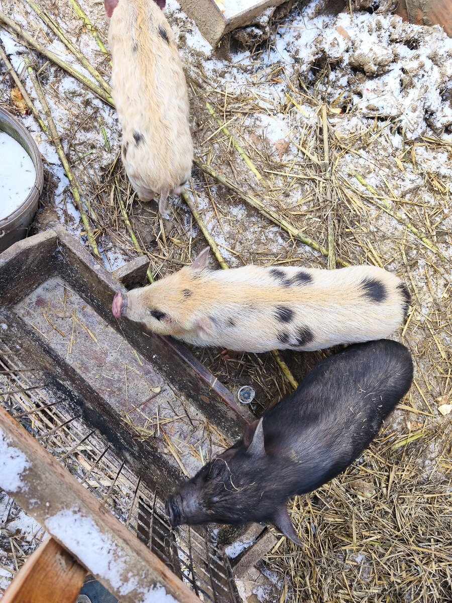 Vietnamské prasiatka - 4