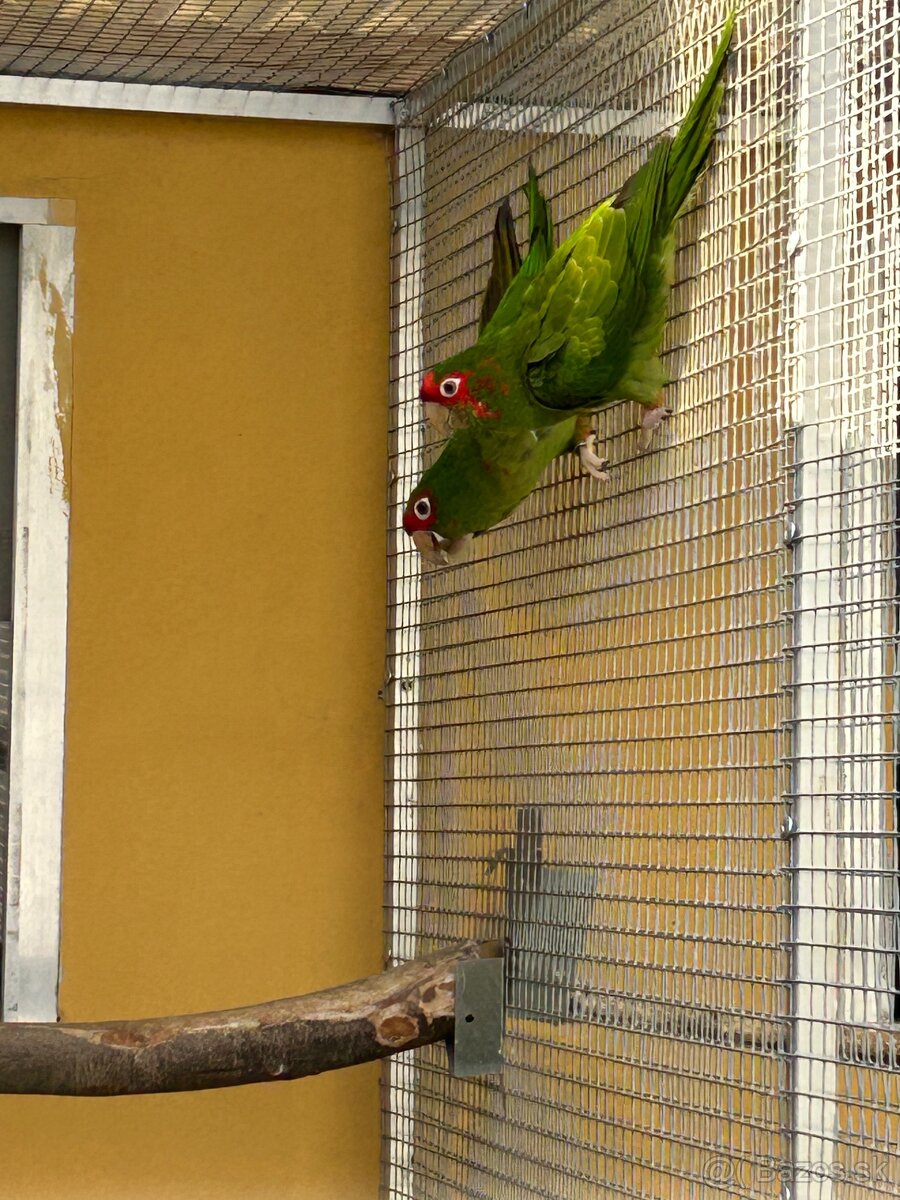 Aratinga červenolíca - 4