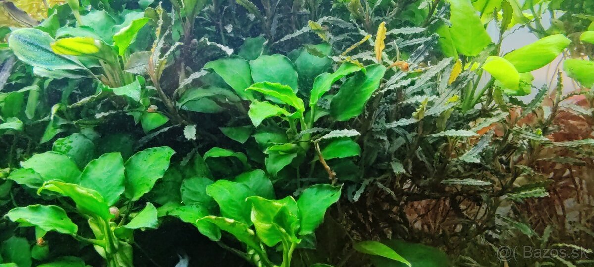 Akvarijné rastliny - 4