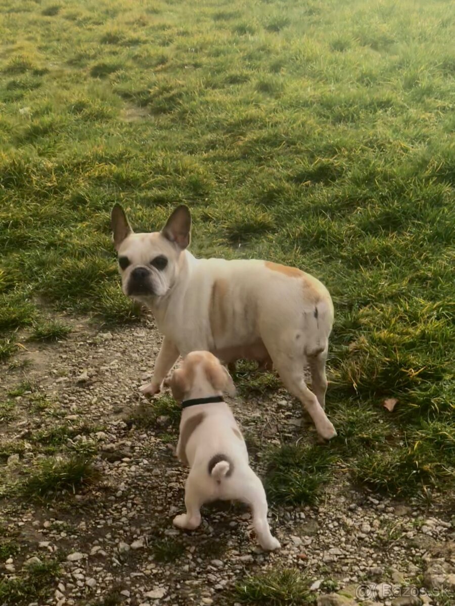 Darujem šteniatko - 4