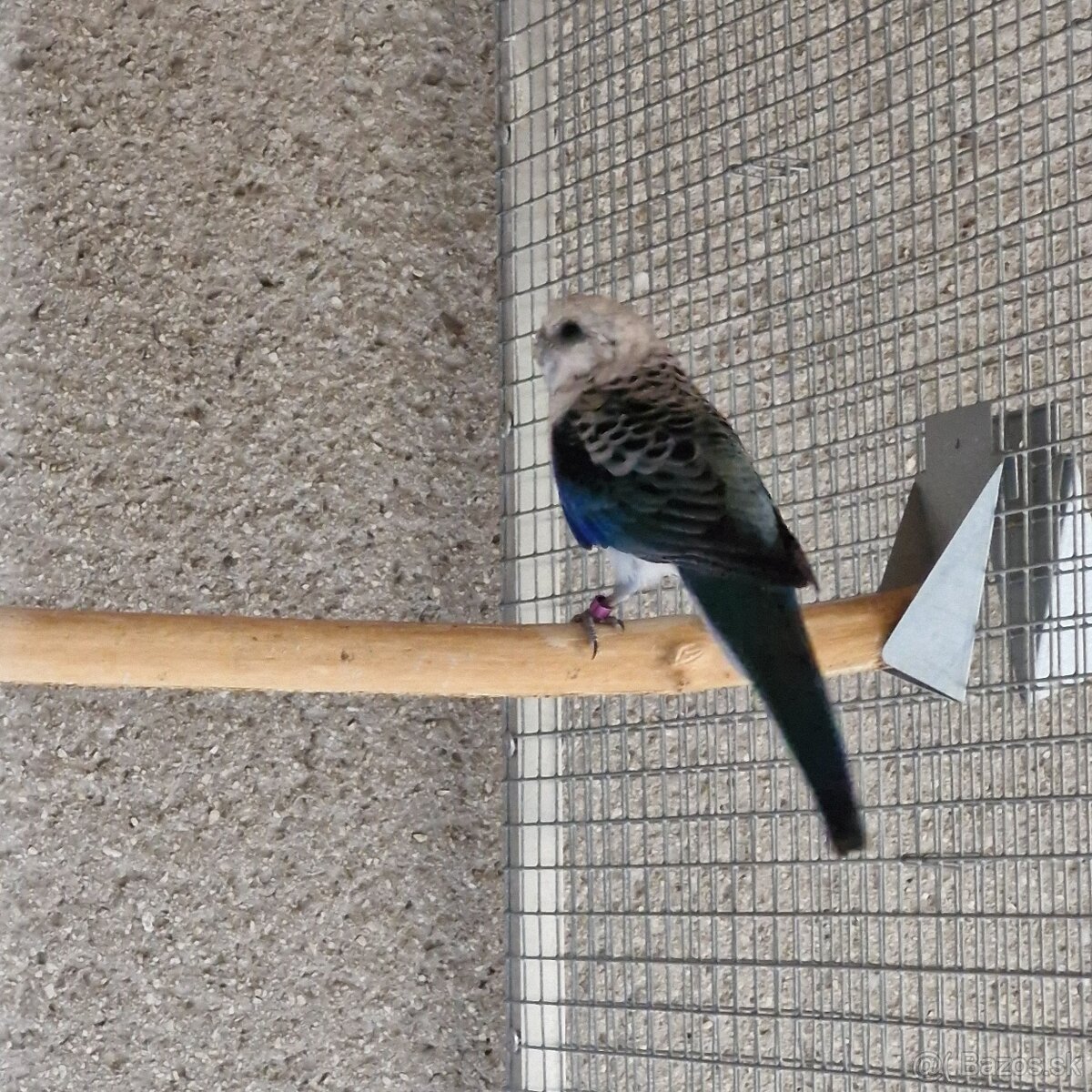 1.0 modry/opalin - 4