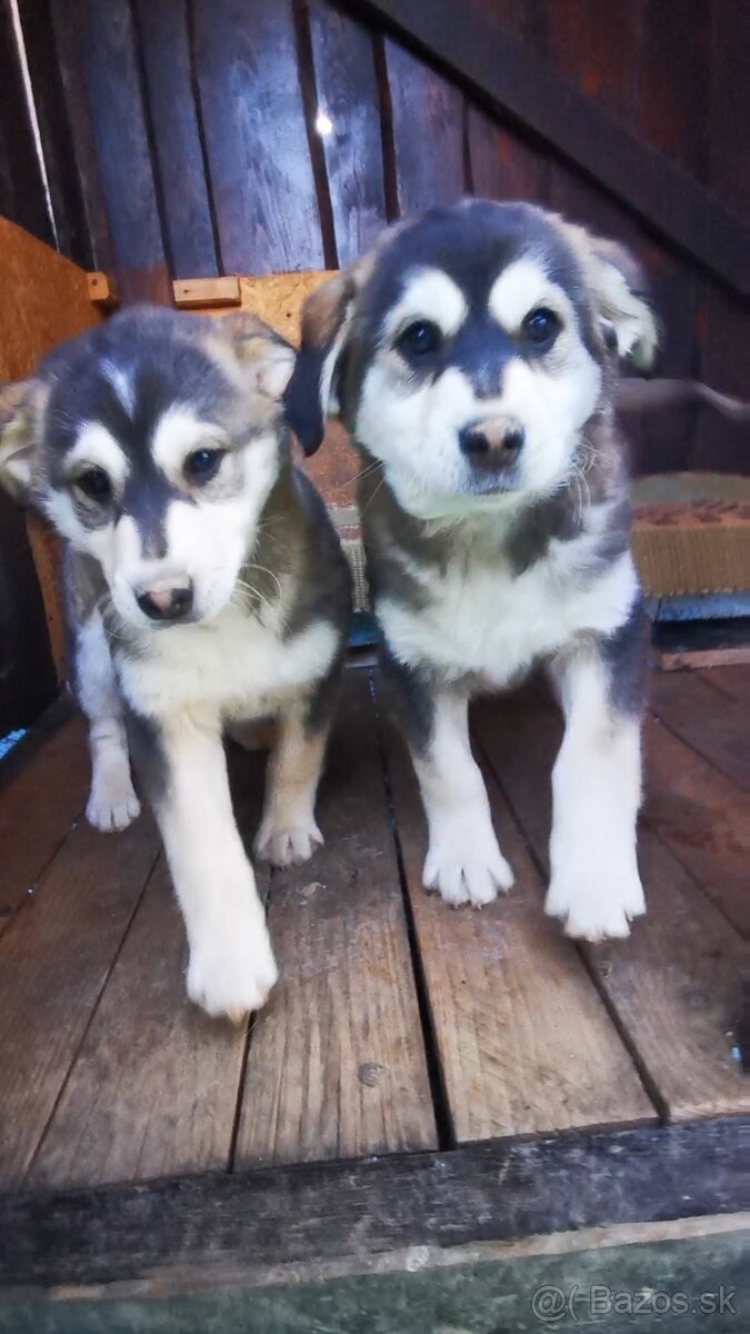 Šteniatka krížence - 4