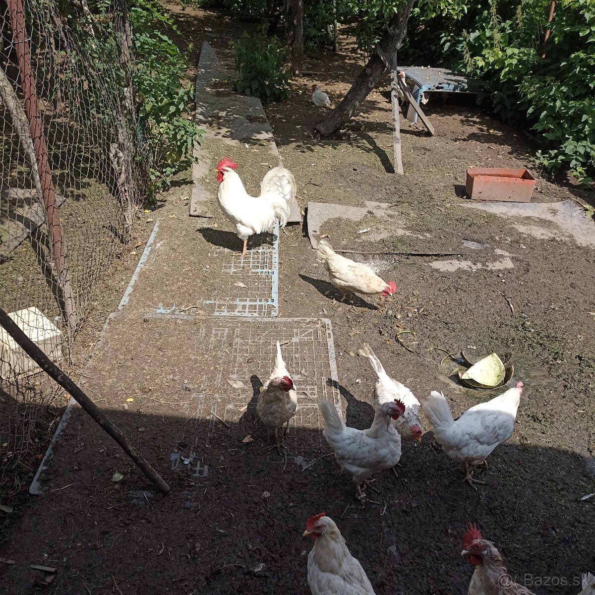 Ponúkame kuriatka - 4