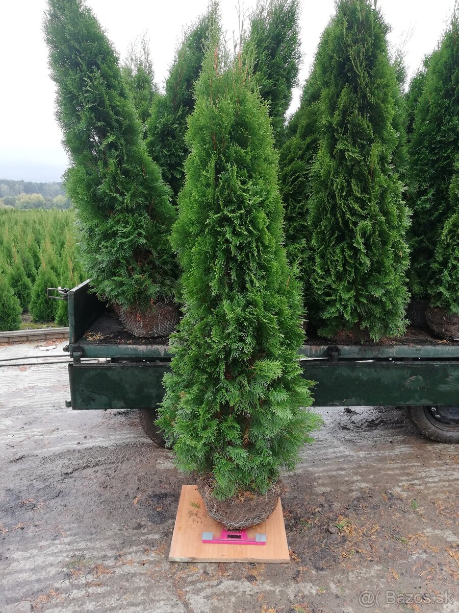 Tuja smaragd dovoz 30€ po celej SR - 4