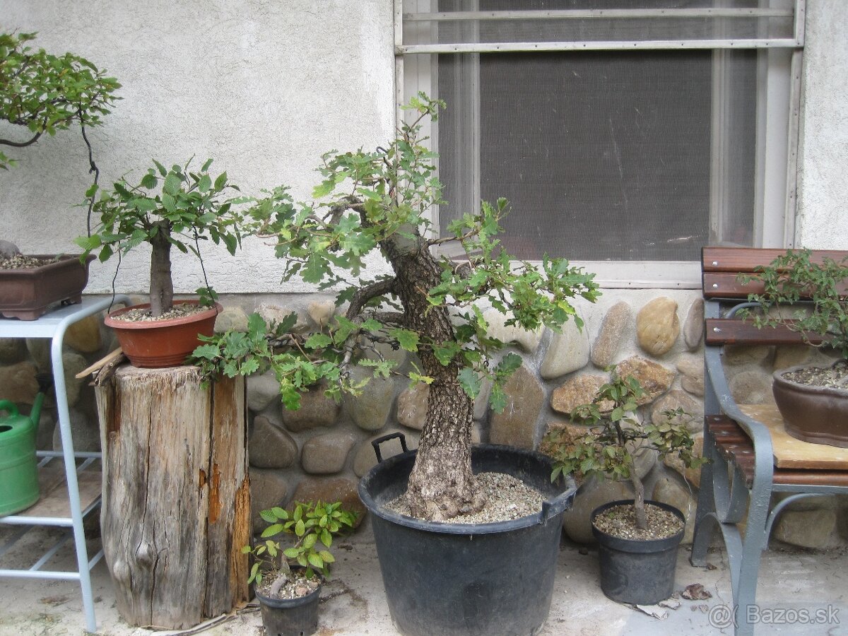 bonsai,bonsaj-DUB 6 - 4