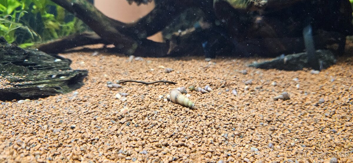 Vežovka malajská - 4