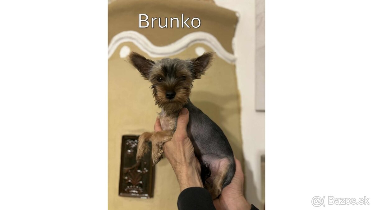 Baricsfarma ponúka na predaj yorkshirských teriérov - 4