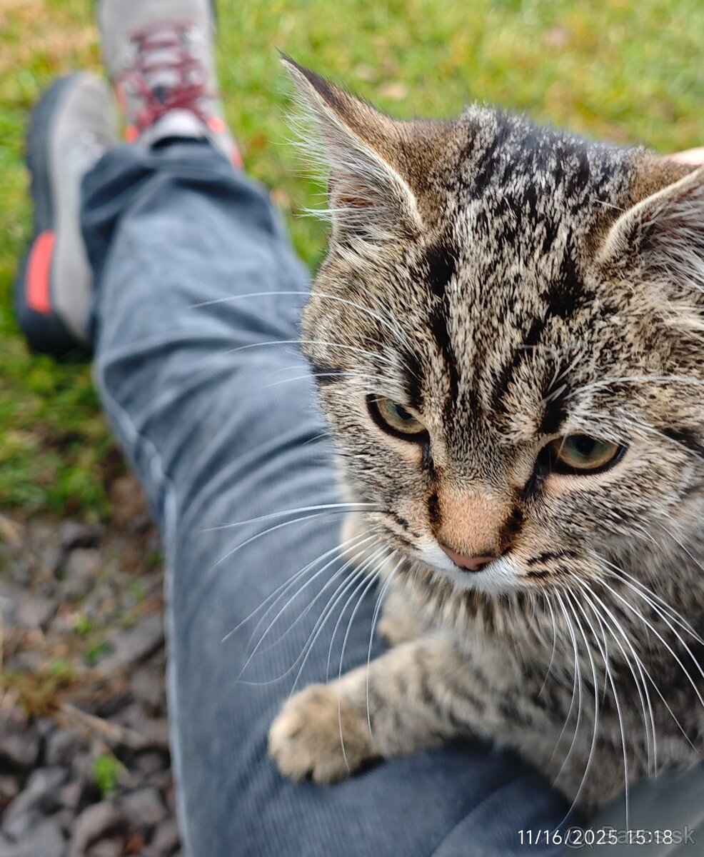 Darujem maciatko / maciatka - 4