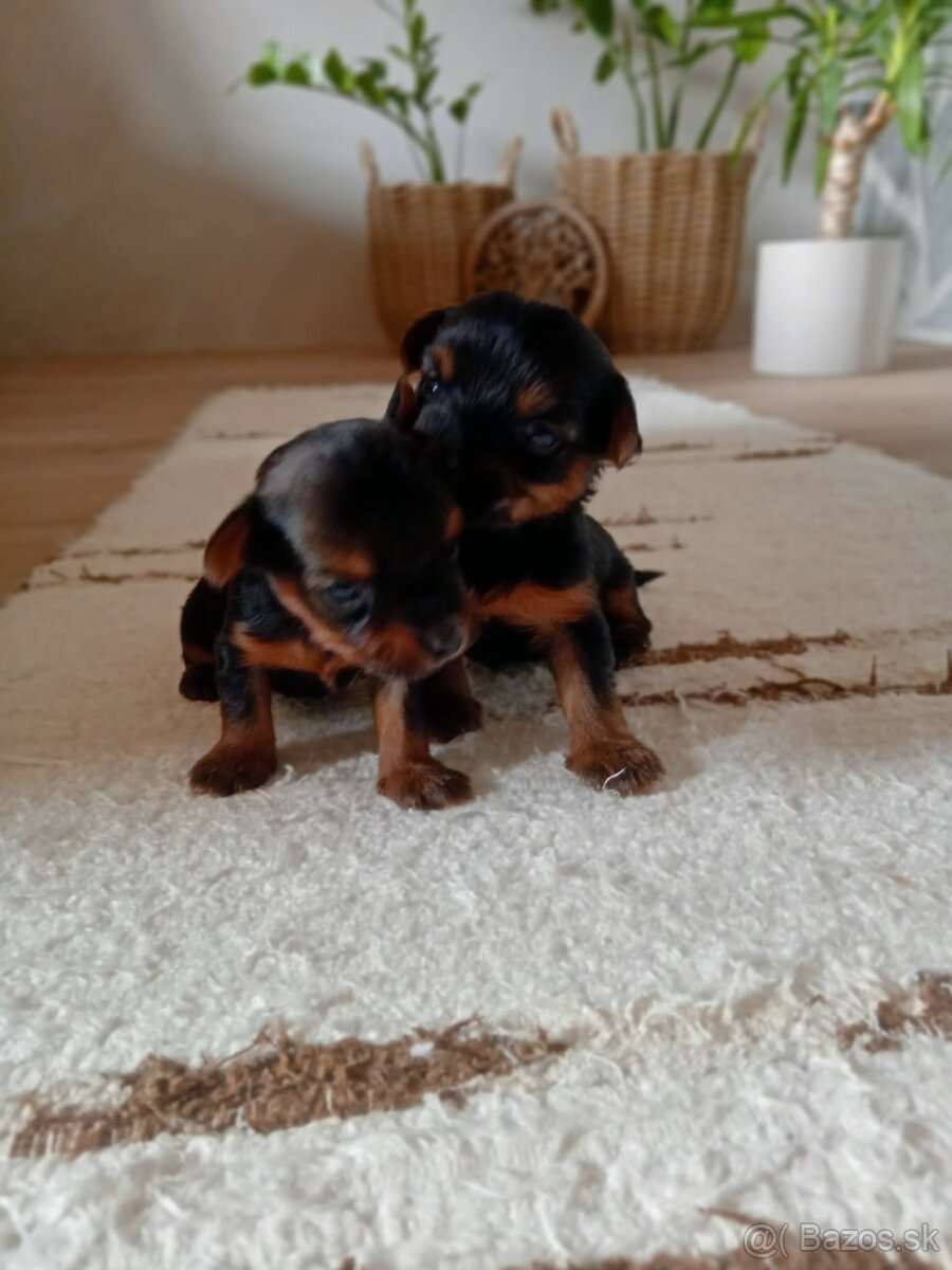 Yorkshire teriér - 4