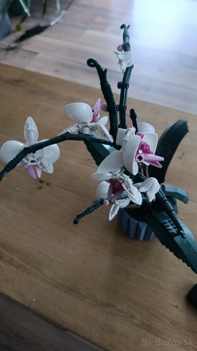 Orchidea - 4