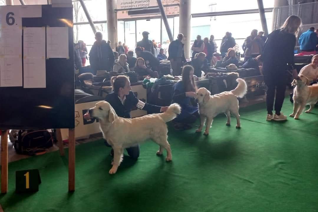 GOLDEN RETRIEVER - k rezervaci - 4