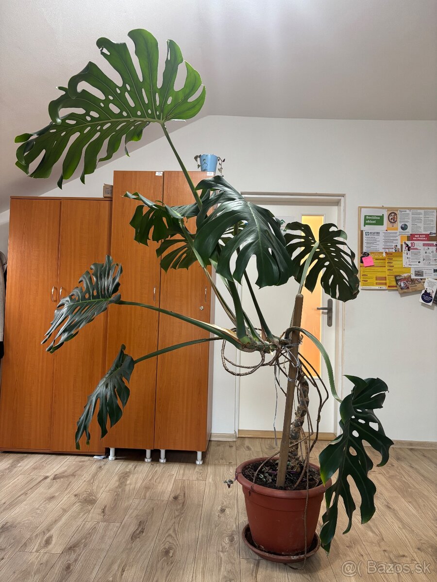 monstera - 4