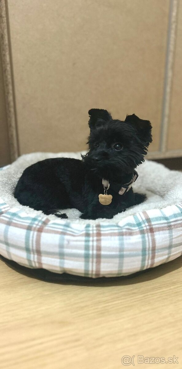 Black Yorkshire terrier - 4