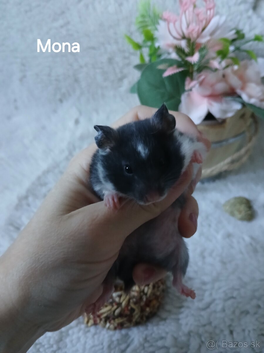 Darujeme nádherné mláďatá sýrskych škrečkov - 4