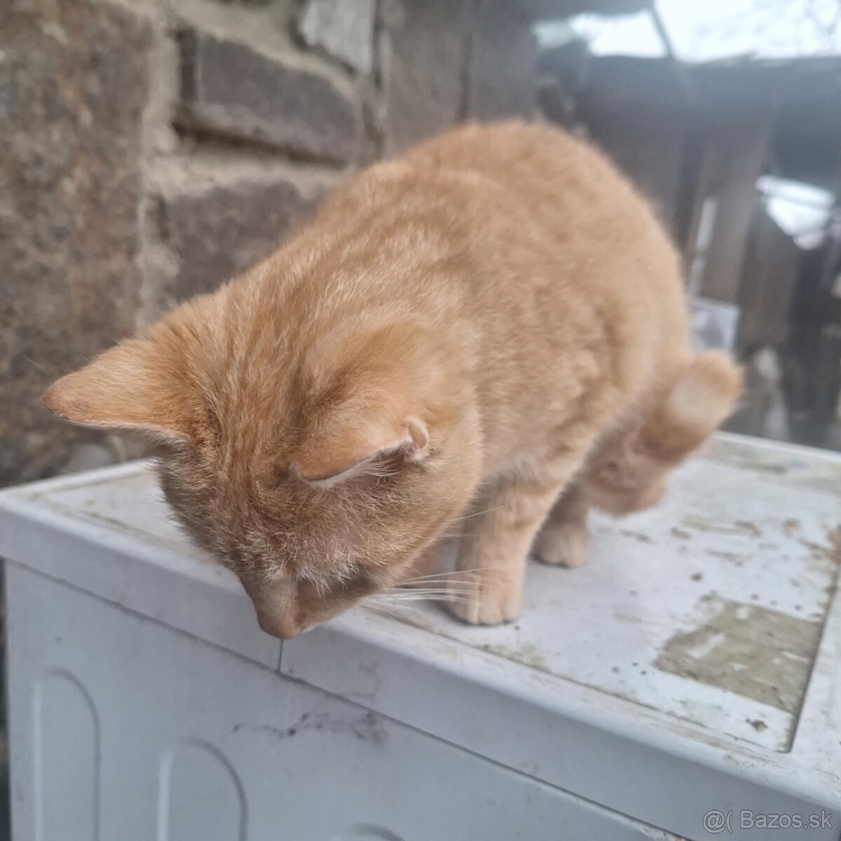 Darujem kocúrika - 4