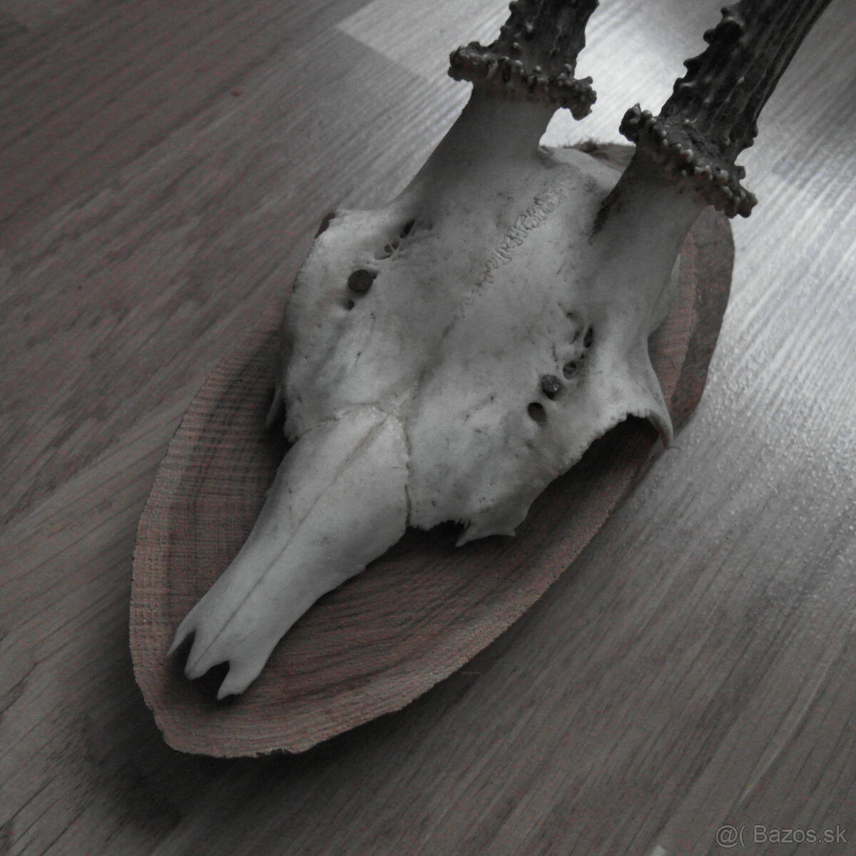 Parožie trofej jeleň lebka - 4