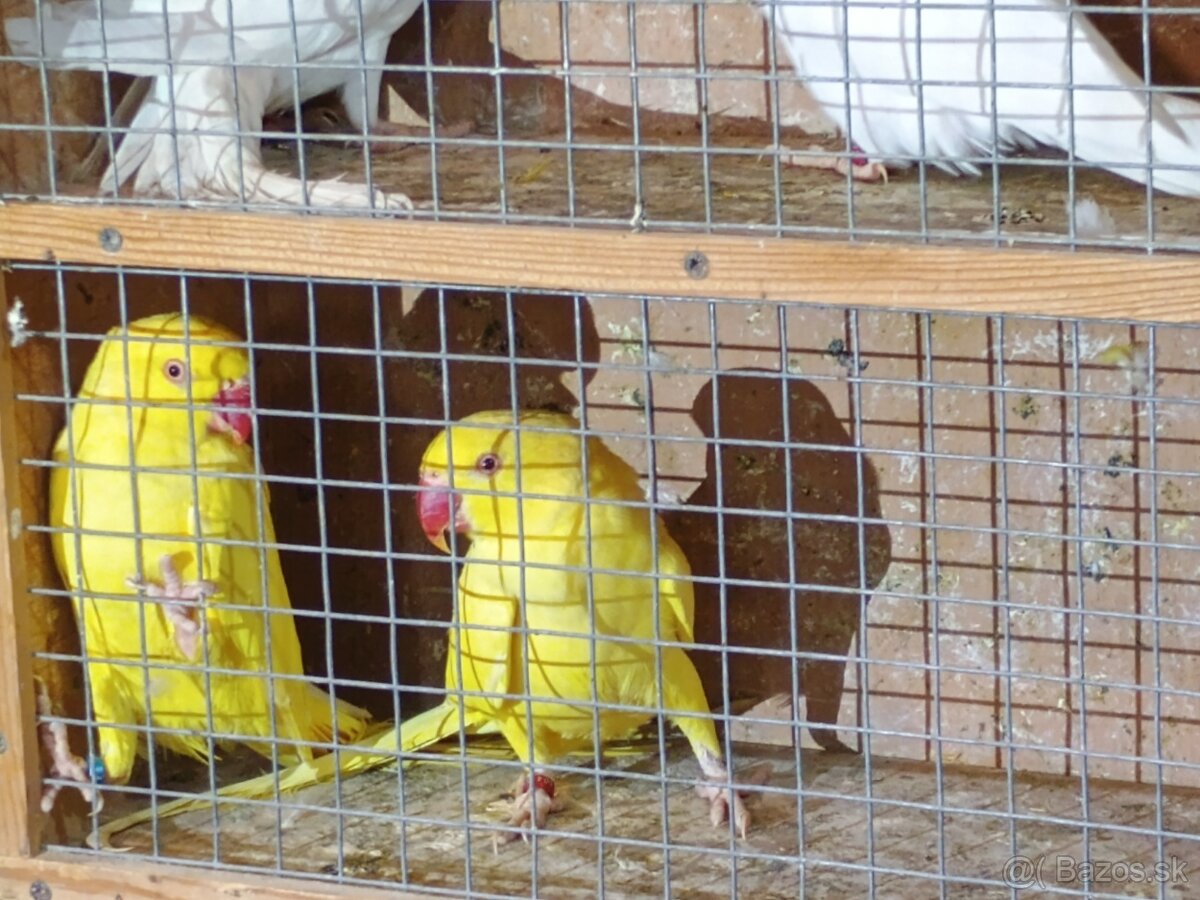 Predam alexander maly - 4