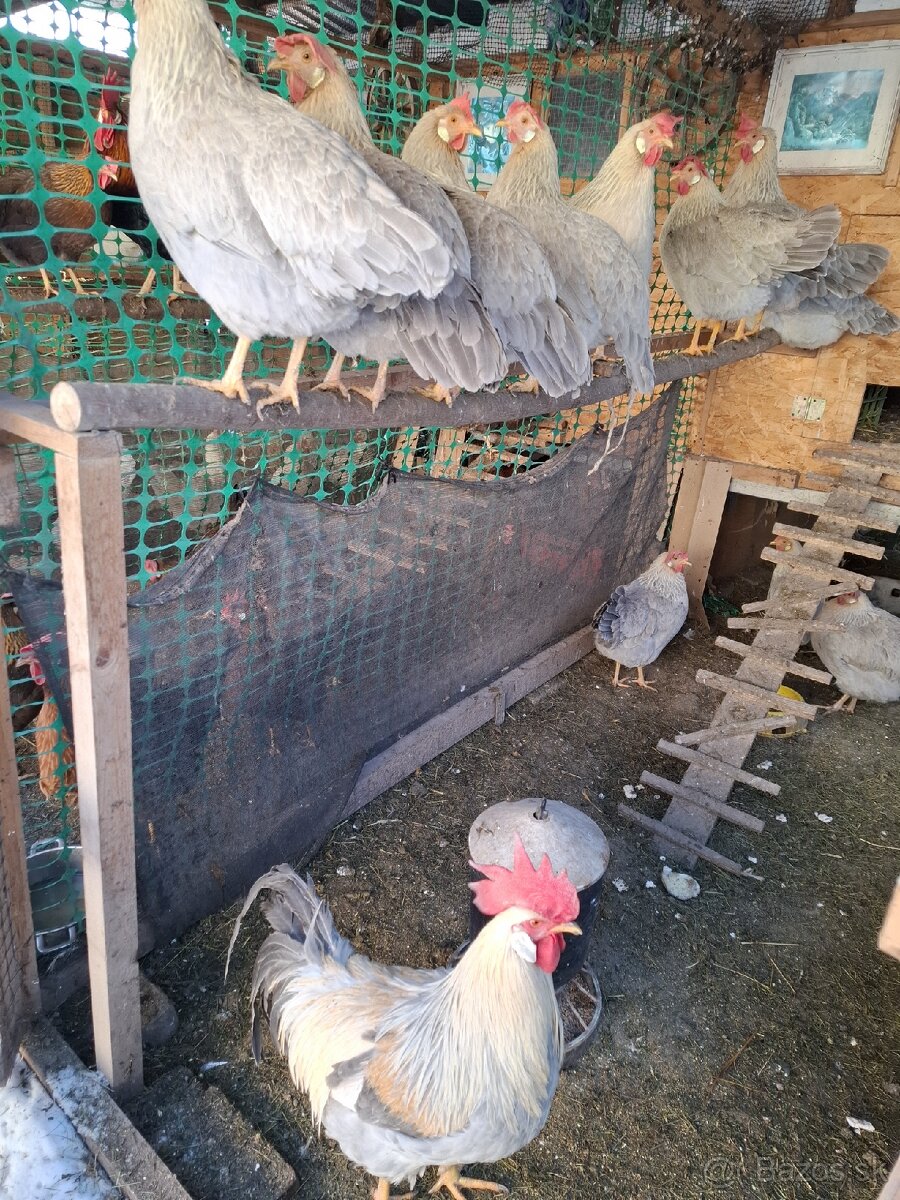 NV vlaška perlovošedá, ǰarabičia,striebrokrká - 4