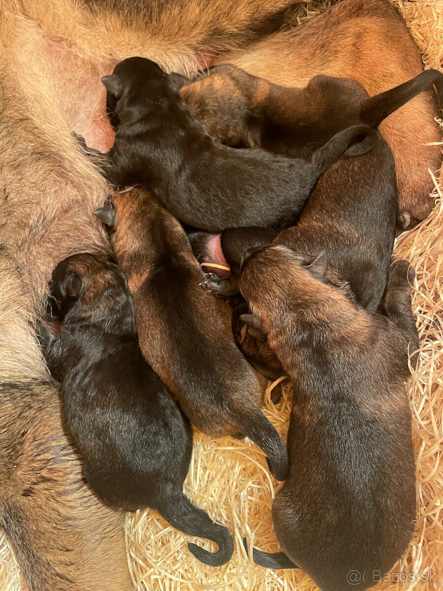 Nemecký ovčiak s PP - 4