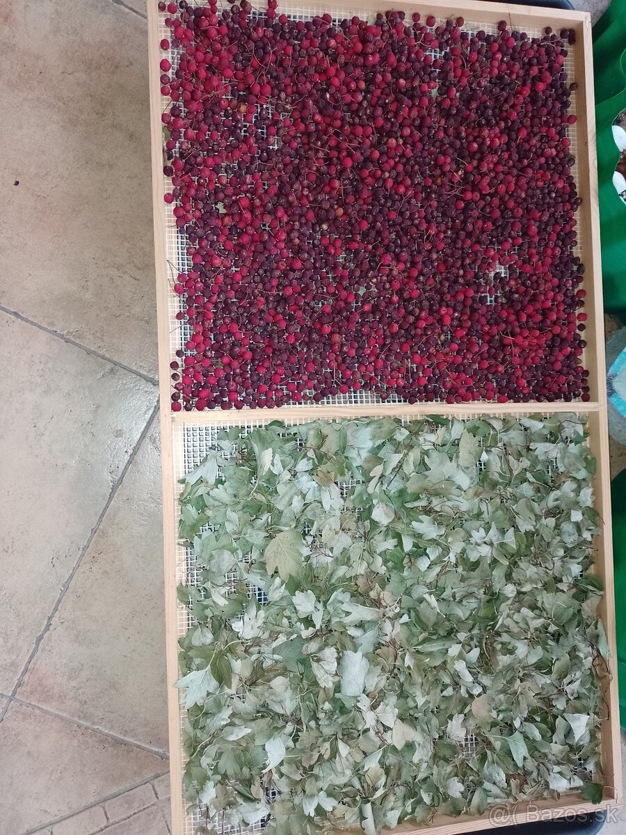 Bylinky mäta lesnä,prasliicka,lipa,myšì chvost.... - 4