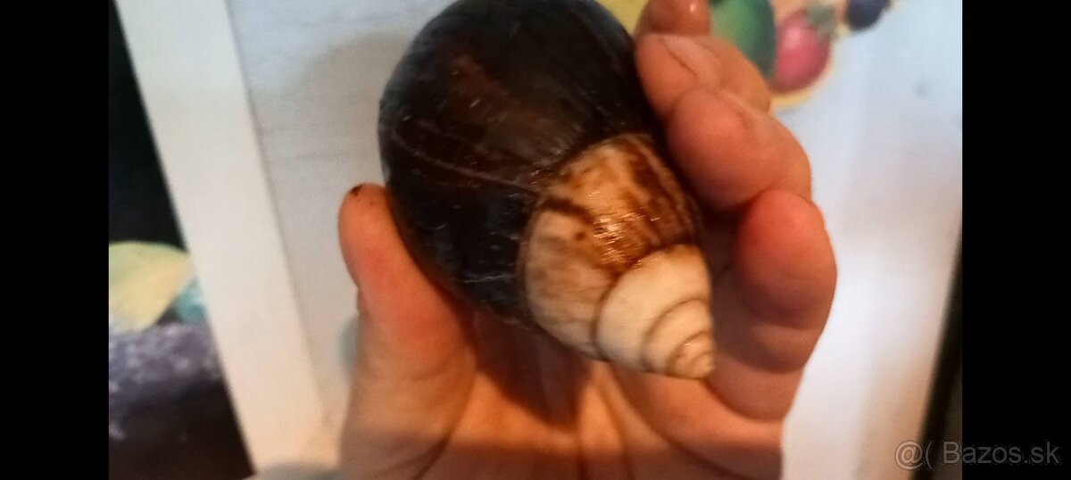 Africké slimáky - 4