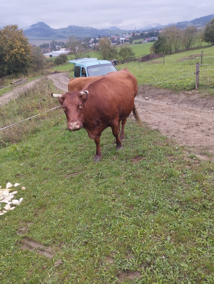 Predám telnú kravu - 4