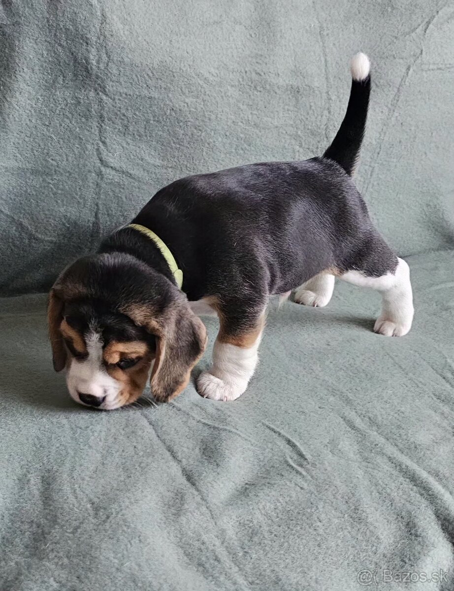 Šteniatka bígel, beagle - 4