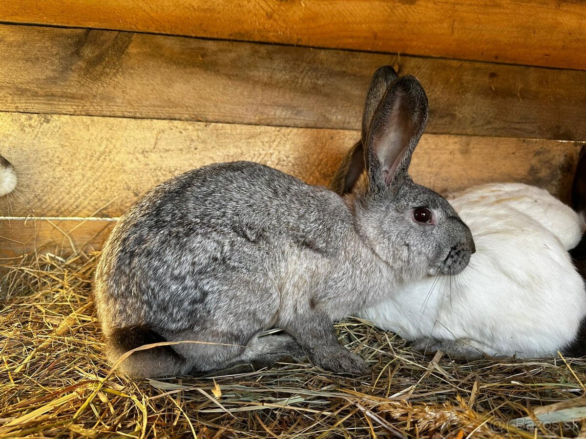 Hyly a križence - 4