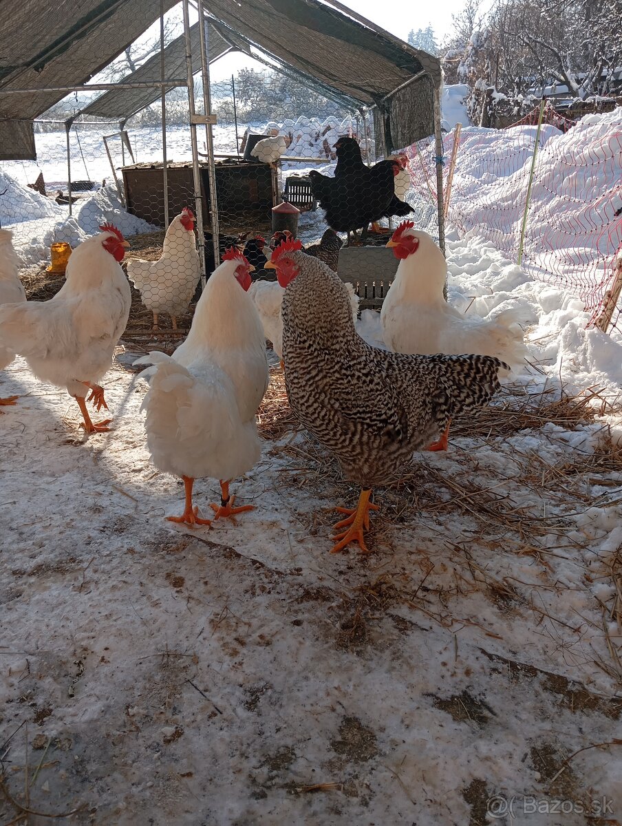 Kohúty amrox, plymutka biela - 4