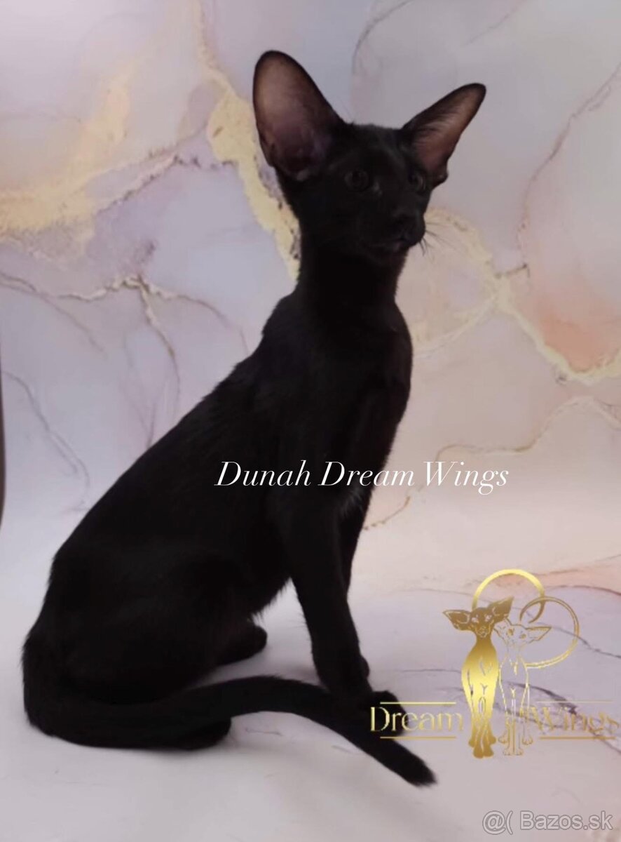 Orientální kočka s PP Dunah - 4