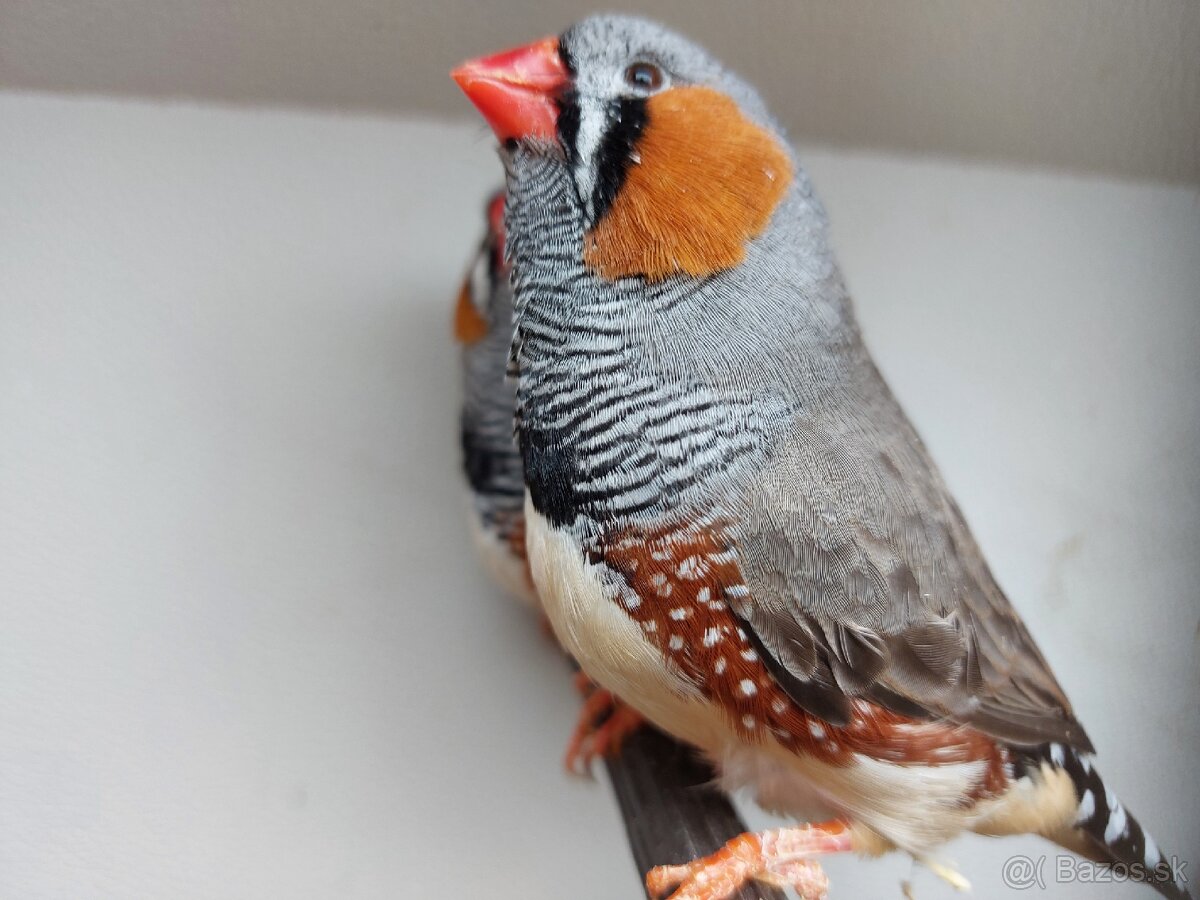 Výstavné zebričky - 4