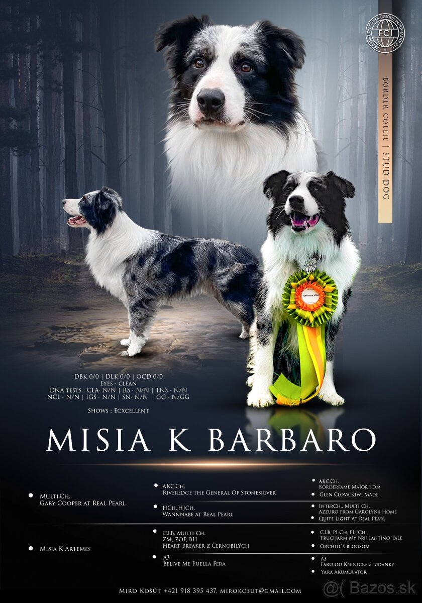 Border kólia s PP - chovný pes - 4