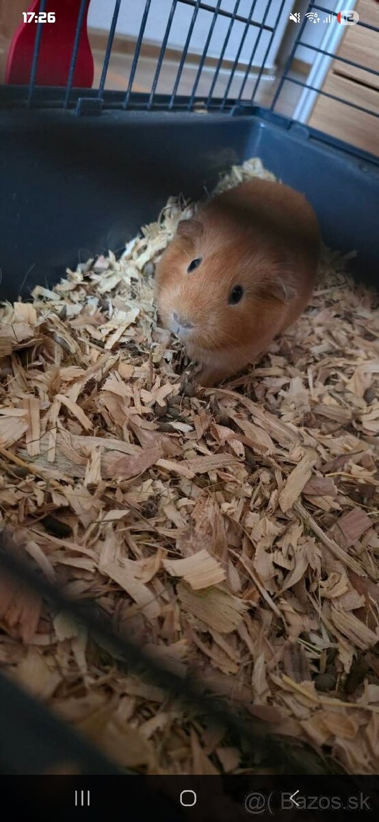 Hladkosrsté morča - 4