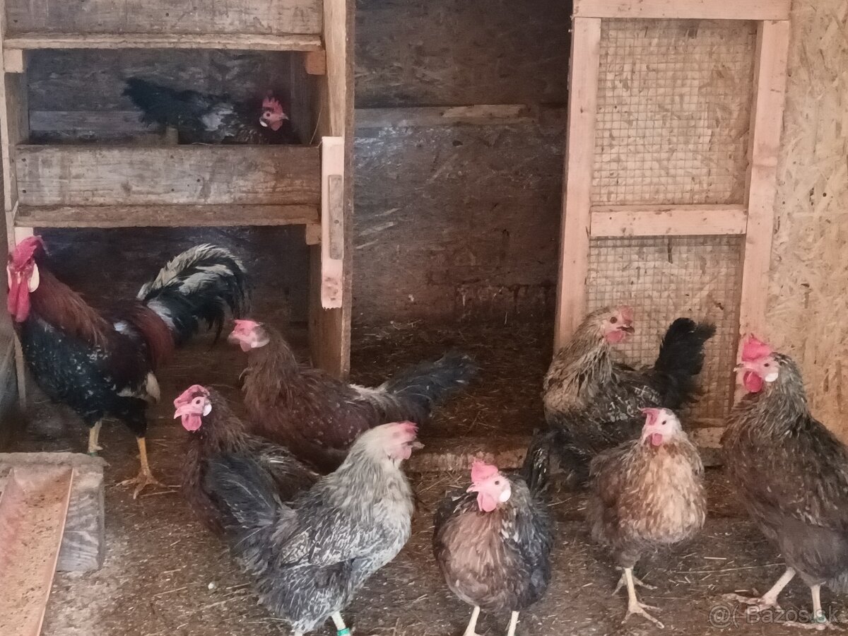 Nožnice, kohút - 4