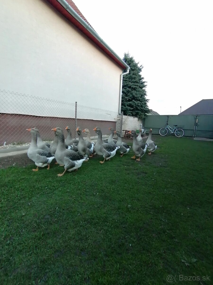 Husy landenske a tuluzske - 4