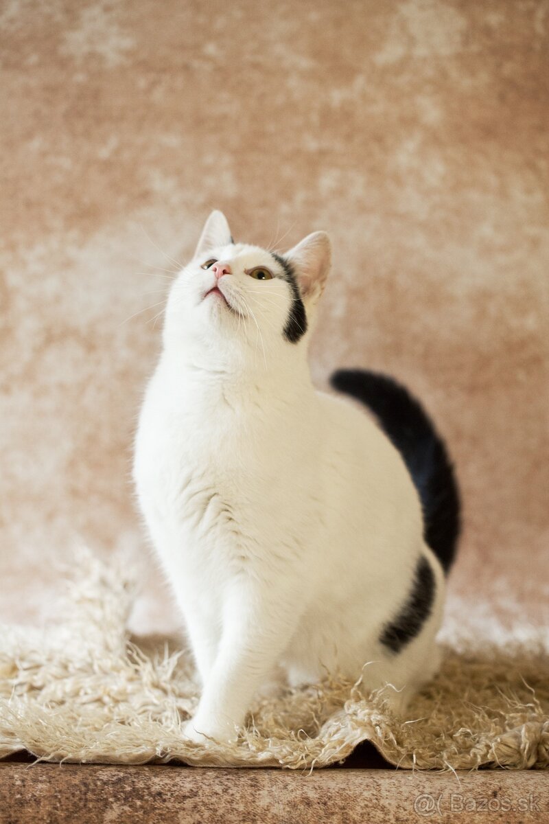 ❤Bubbles - veľmi vnímavý, priateľský, stále dobre naladený - 4