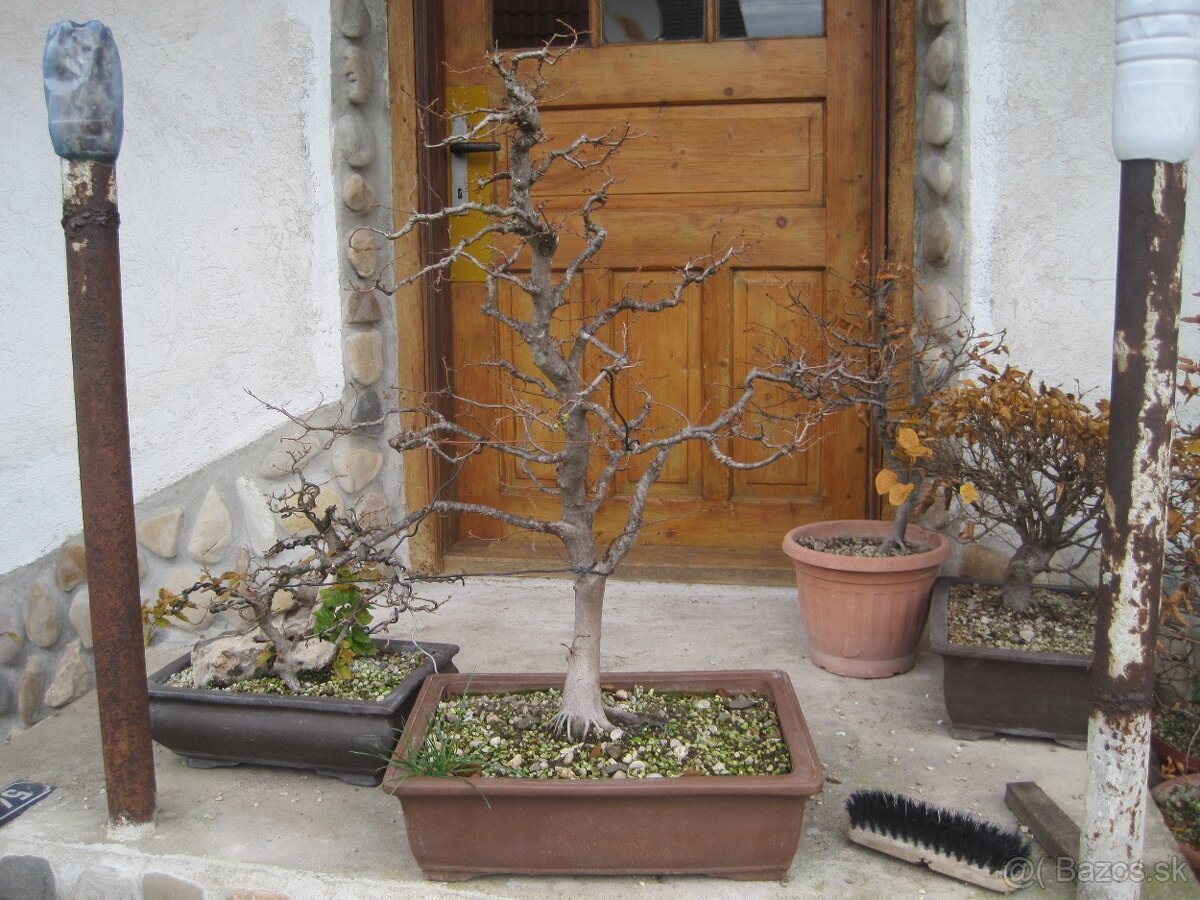 bonsai,bonsaj-hrab 27 - 4